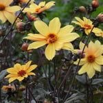 Bishop of York Dahlias flowering in September
