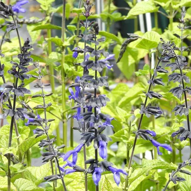 Black and Bloom Salvia Flowers