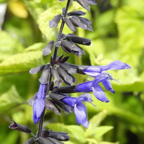 Black and Bloom Salvia Flowers