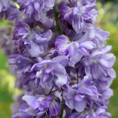 Black Dragon Kokuryu Wisteria Flowers