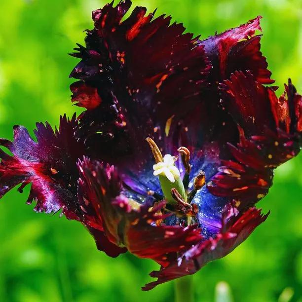 Black Parrot Tulip Flowers - Close-up