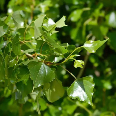 Black Poplar New Spring Leaves