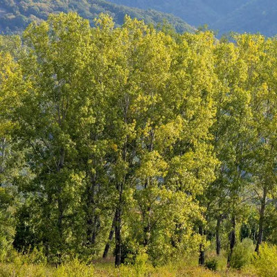 Mature Black Poplar trees