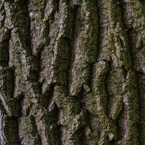 Mature Black Poplar Bark