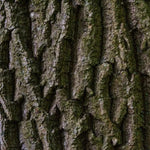 Mature Black Poplar Bark