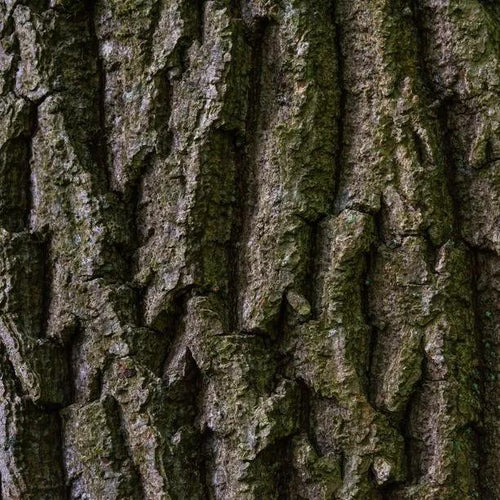 Mature Black Poplar Bark