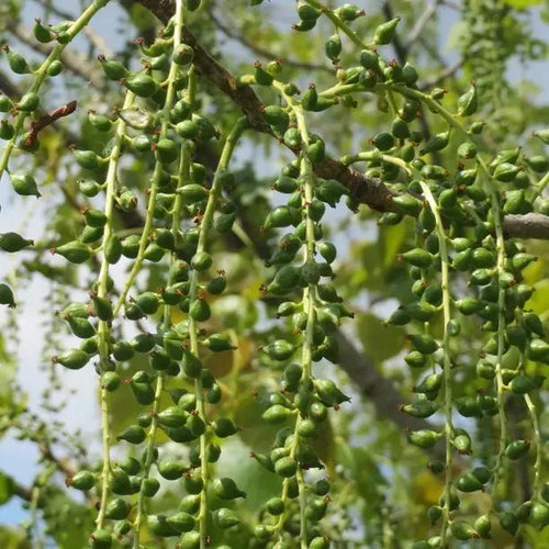Black Poplar tree seed pods