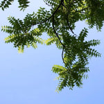 Black Walnut  Leaves
