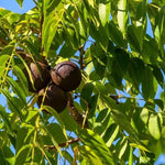 Ripe Black Walnuts on the tree