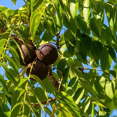 Ripe Black Walnuts on the tree