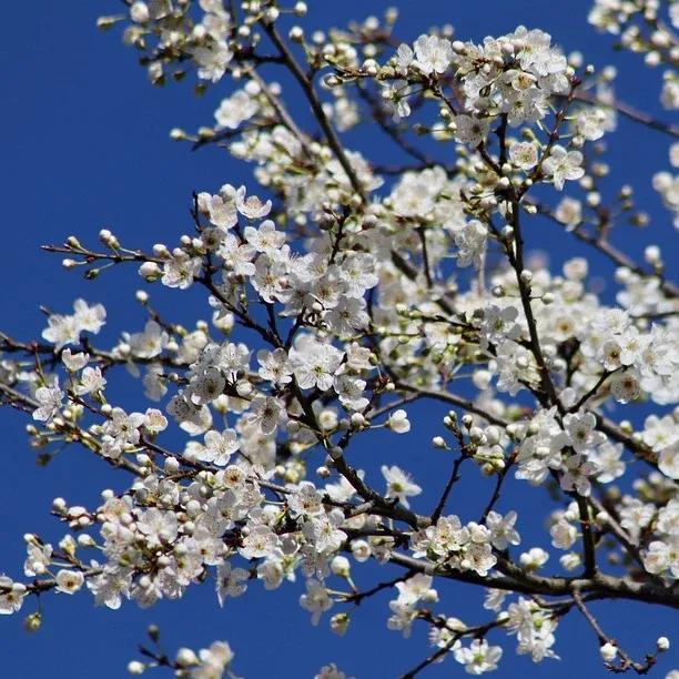 Blackthorn / Sloe Hedge Plants (Bareroot / 40/60cm)