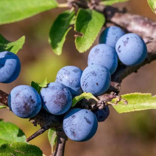 Blackthorn Sloe Berries