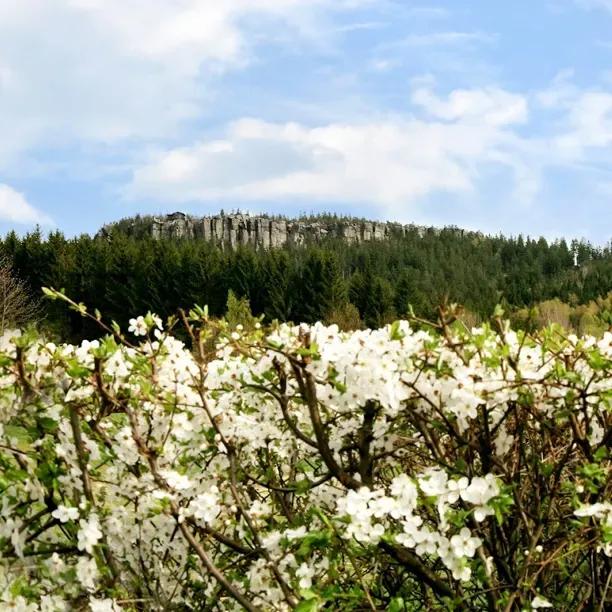 All Seasons Hedge Mix in flower: blackthorn