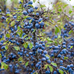Blackthorn sloes Flowers