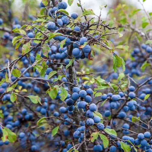 Blackthorn sloes Flowers