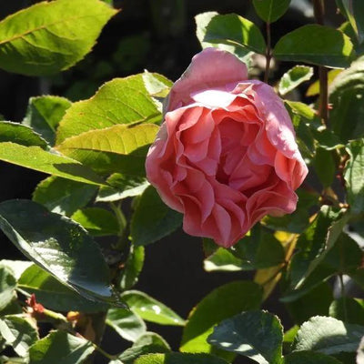Blessings Hybrid Tea Rose Flowers