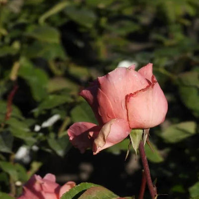 Blessings Hybrid Tea Rose Flowers