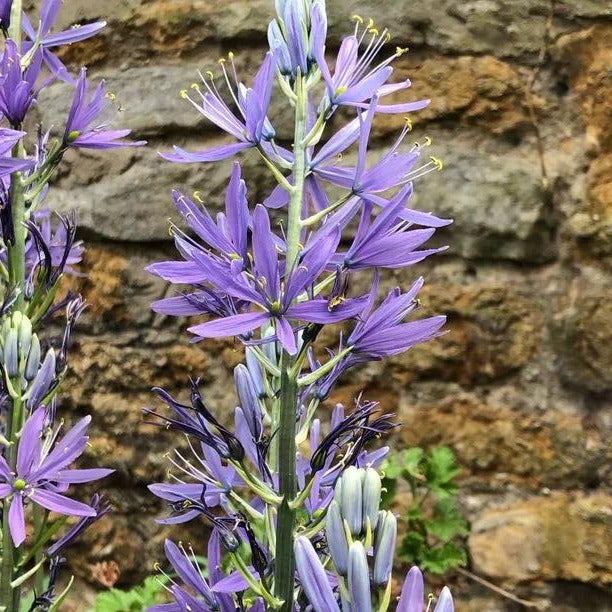 Blue Camassia Flowers