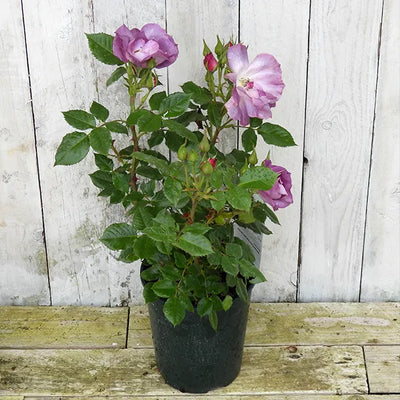 Potted rose with purple flowers against a wooden background
