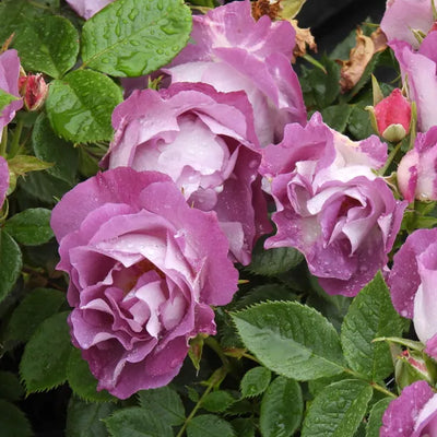 Close up of Blue for You Rose