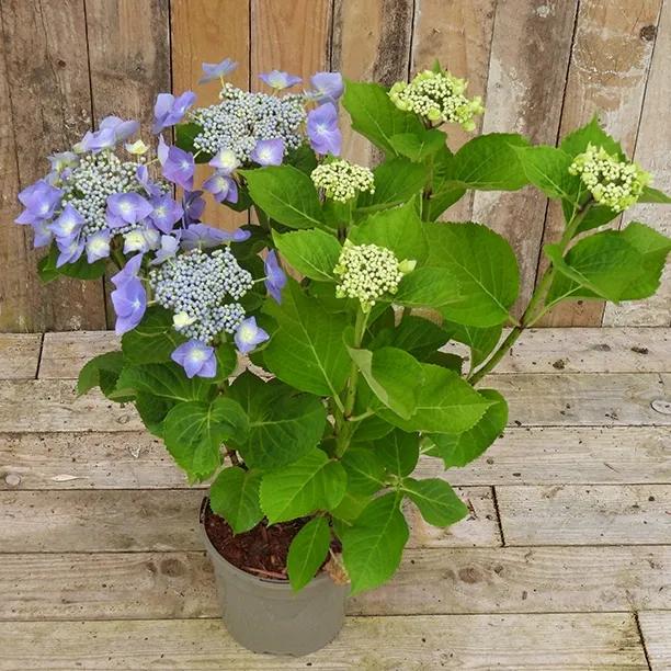 Lace Cap Hydrangea – Flat Flower Heads Four Colours