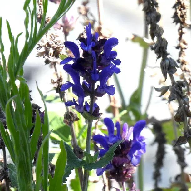 Blue Marvel Salvia Flowers
