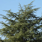 Mature Blue Spruce Tree