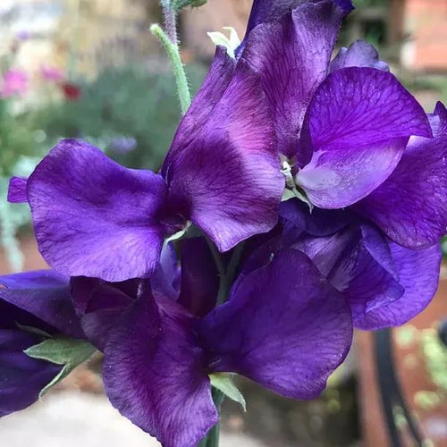 Blue Velvet Sweet Pea Flowers