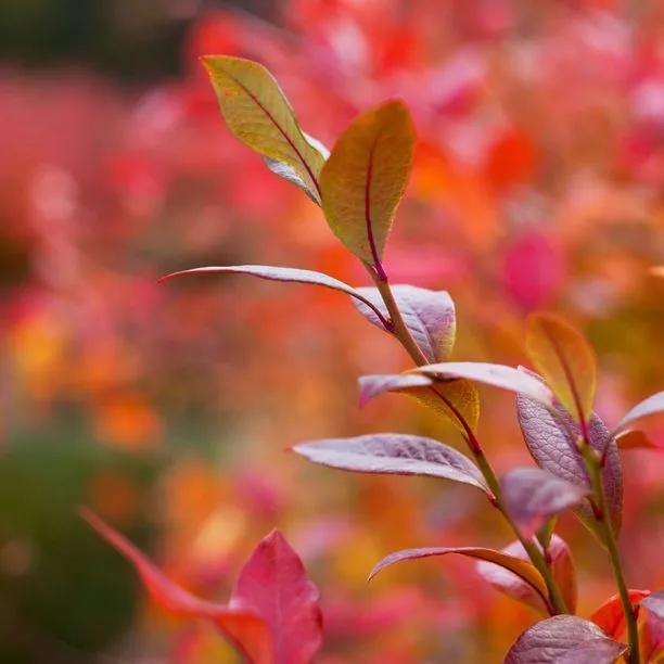 Bluecrop Blueberry autumn leaves