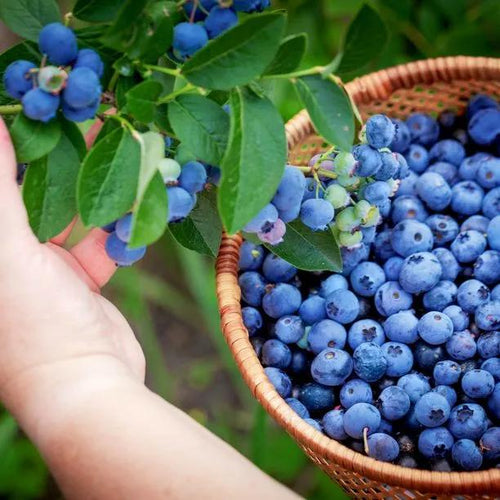 Bluecrop Blueberry Fruit
