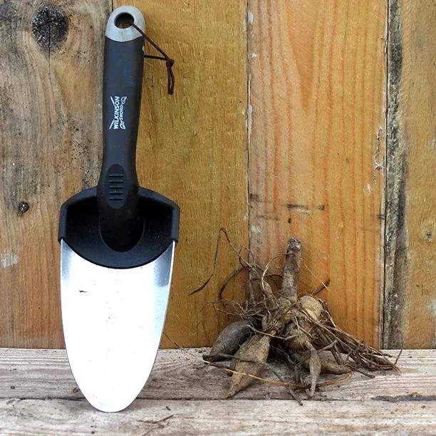 Boom Boom White Dahlia Tuber