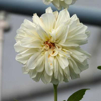 Close-up of a white dahlia flower with a blurred background