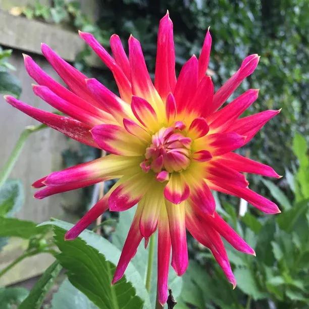 Bora Bora Dahlia Flowers