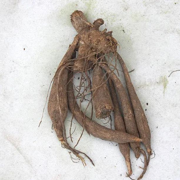 Bora Bora Dahlia Tuber