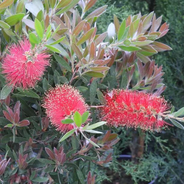 Callistemon Bottlebrush – Red Flowers Evergreen AGM