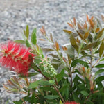 Callistemon Bottlebrush Tree Flowers
