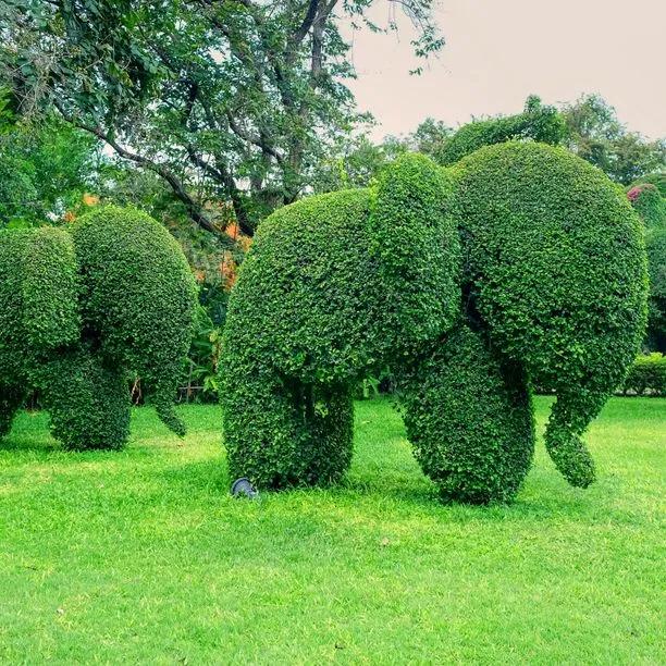 Common Box clipped into topiary elephants