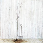 Bareroot Braeburn Apple Tree Half Standard