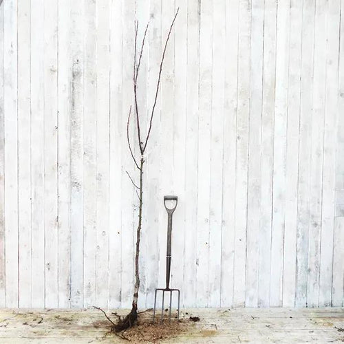Bareroot Braeburn Apple Tree Half Standard