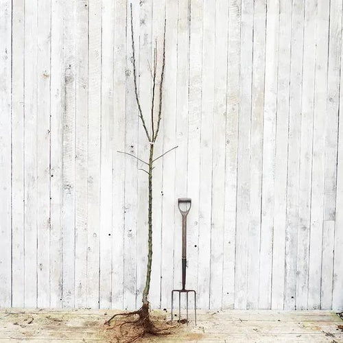 Bareroot Bramley Apple Half Standard Tree