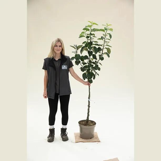 Bramley Apple Bush - 10 litre Pot