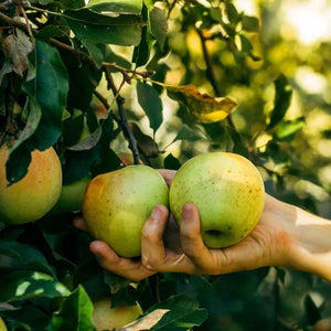 Bramley Apples on the tree
