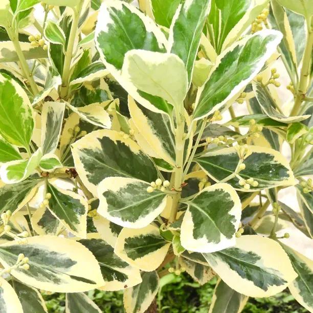 Bravo Japanese Spindle hedge plant showing variegated green and cream foliage with serrated leaf edges