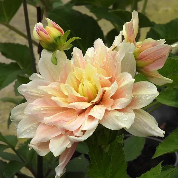 Break Out Dahlia Flowers