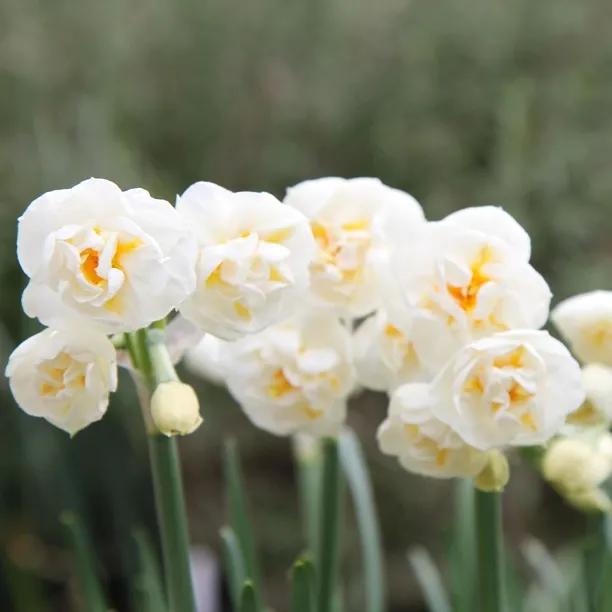 Bridal Crown Daffodil Flowers
