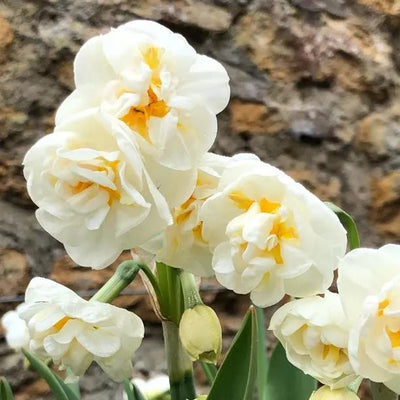 Bridal Crown Daffodil Flowers