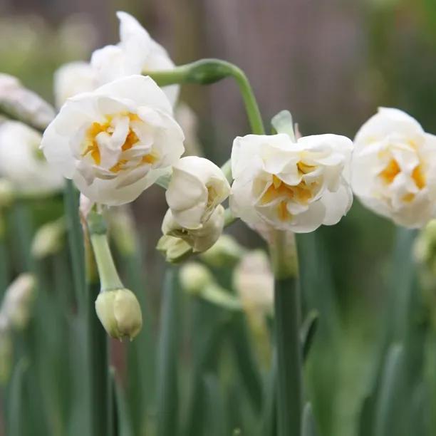 Bridal Crown Daffodil Flowers