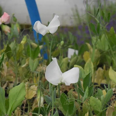 Brook Hall Sweet Pea Flowers
