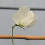 Brook Hall Sweet Pea Flowers