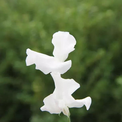 Brook Hall Sweet Pea Flowers